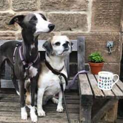 Fine Bone China Mug - Dogs Love Peak Hills -Kitchenware Store IMG 5565HollyDogssmall