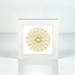 Eyes Of Nature - Mini Print Set Of 3 14 Eyes Of Nature - Mini Print Set Of 3 -Kitchenware Store PD IC DANDELION MP100 F