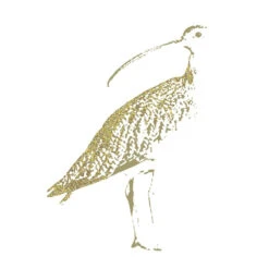 Iconic Peak District - Mini Print Set Of 3 -Kitchenware Store Si Homfray Bucolic Curlew 2017 bd77f292 6156 47b3 b6cc e19e1c251f5c
